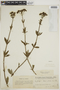 Borreria verbenoides image