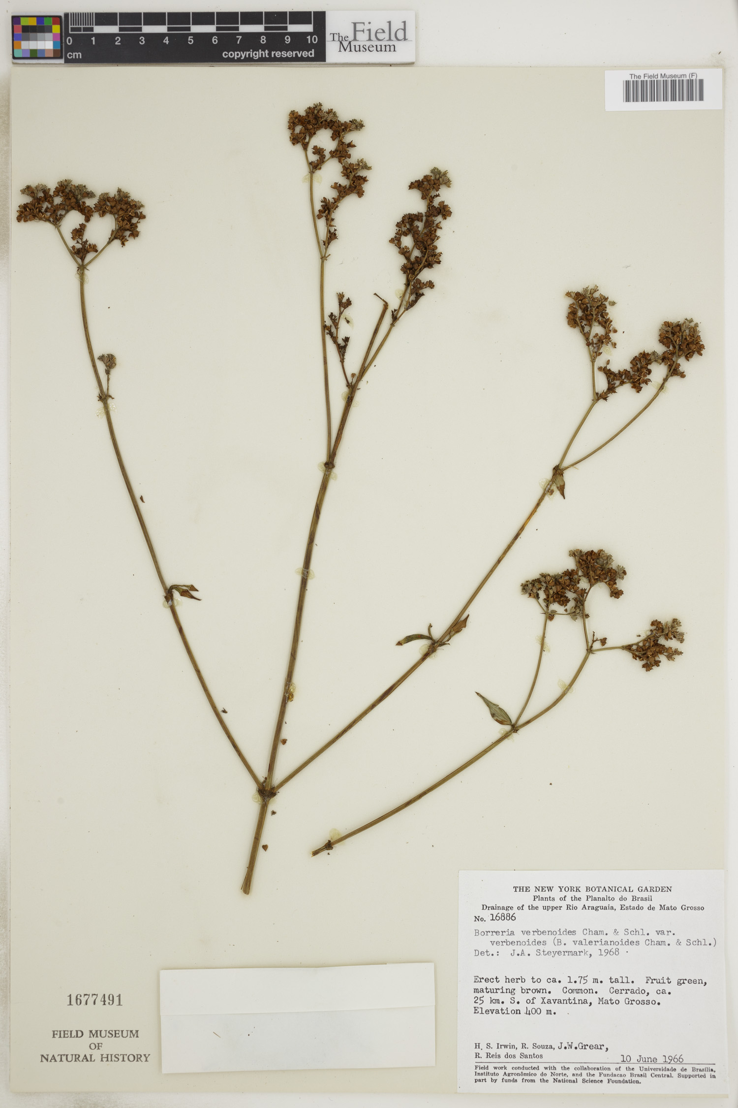 Borreria verbenoides var. verbenoides image
