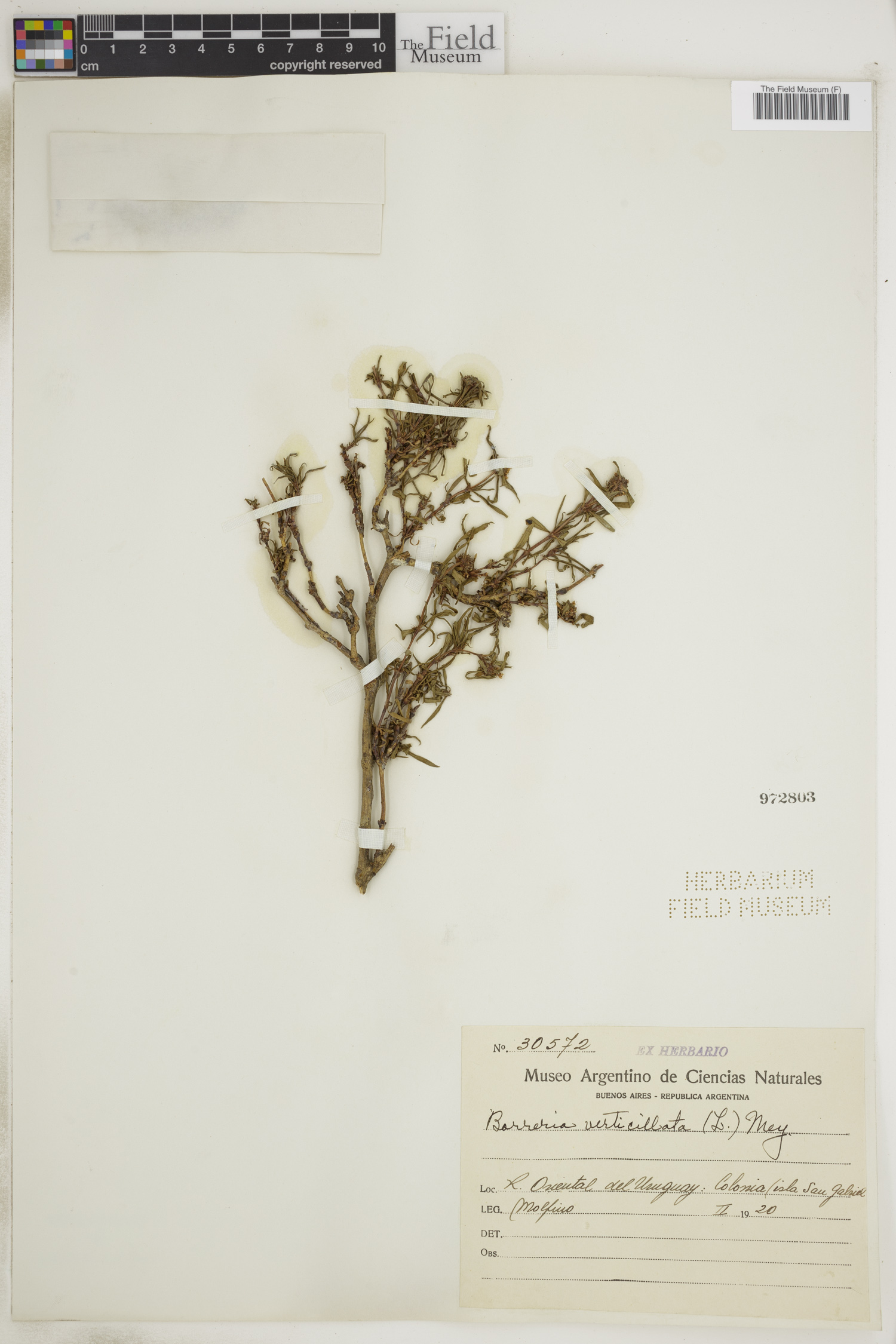 Spermacoce verticillata image