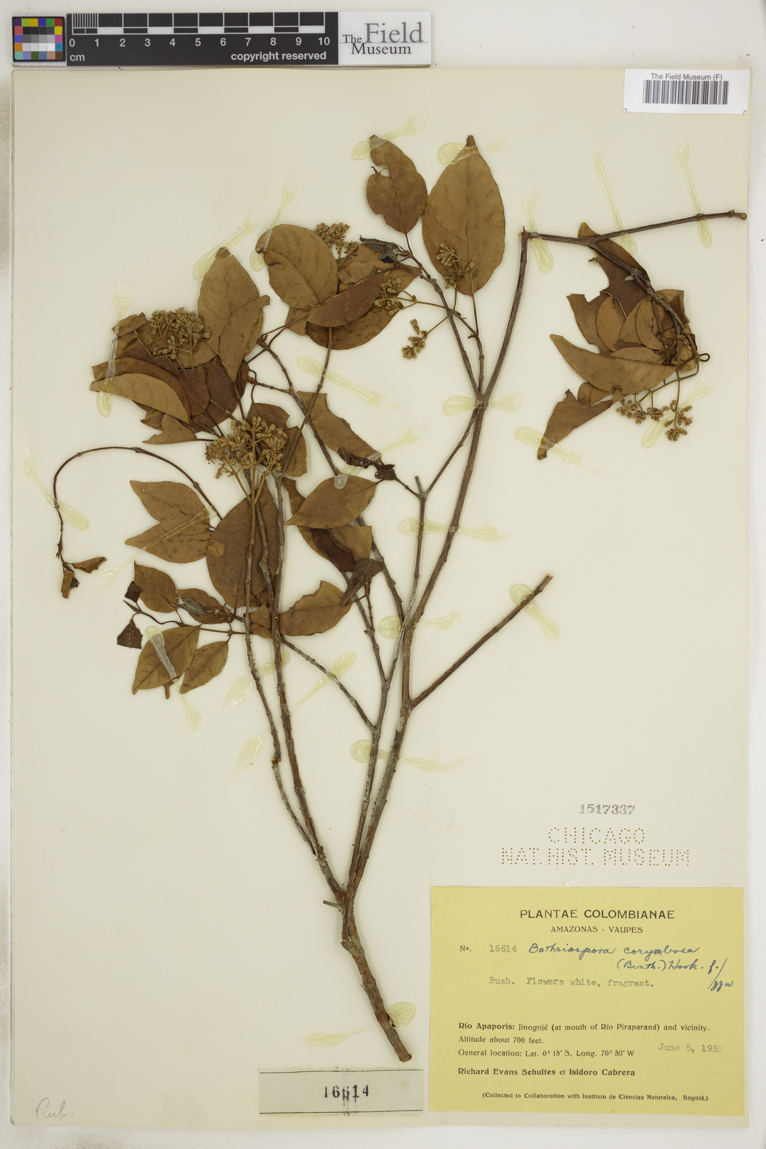 Bothriospora corymbosa image