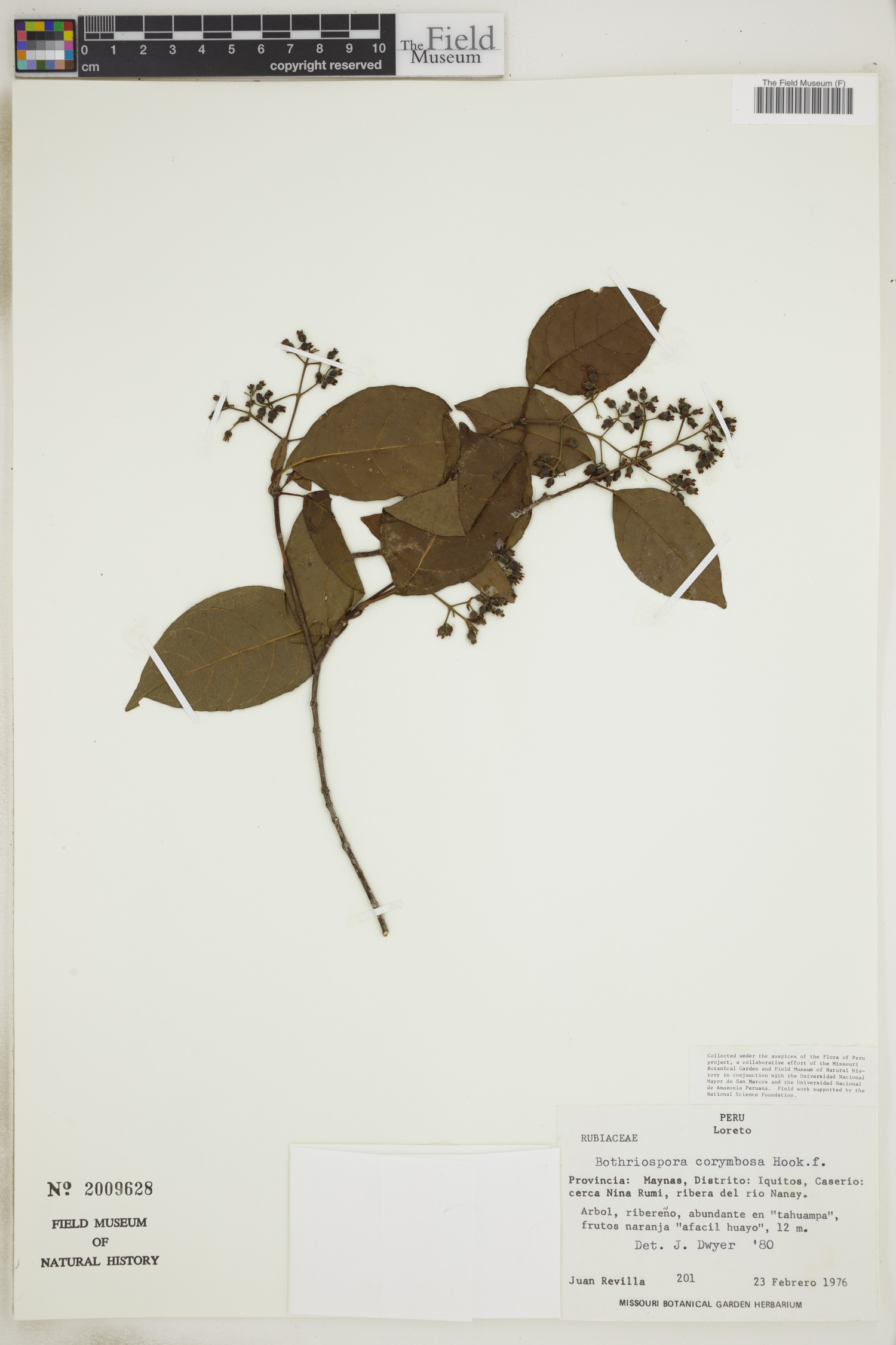Bothriospora corymbosa image