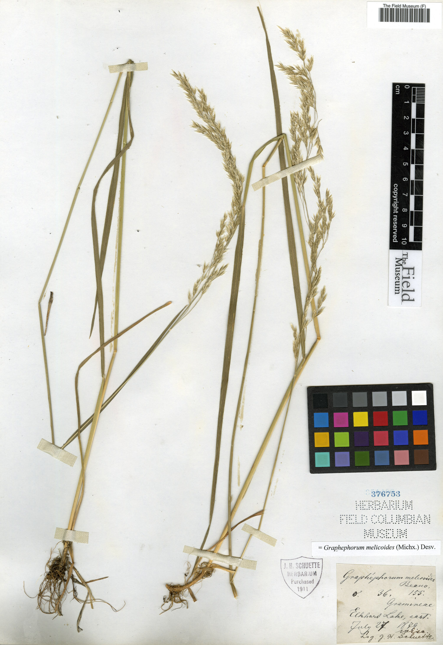 Graphephorum melicoides image