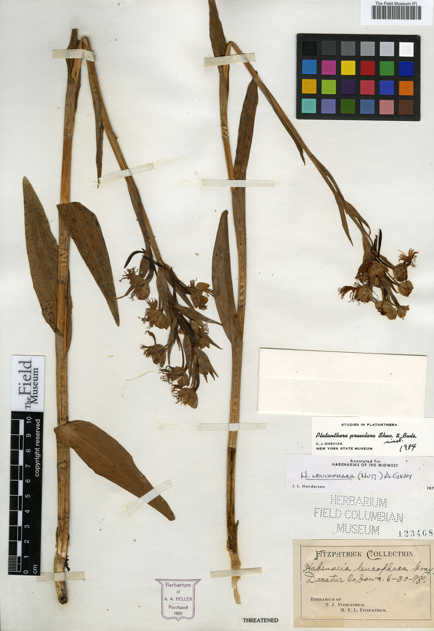 Platanthera praeclara thumbnail