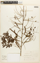 Piptadenia adiantoides image