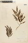 Piptadenia gonoacantha image