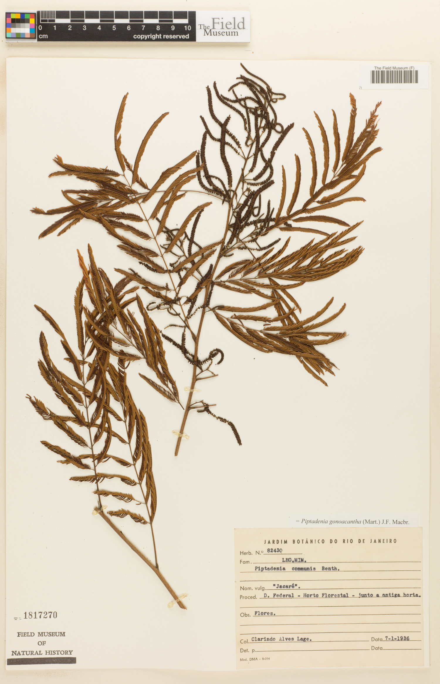Piptadenia gonoacantha image