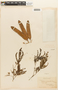 Piptadenia gonoacantha image