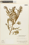 Piptadenia flava image