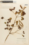 Piptadenia latifolia image