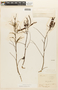 Piptadenia latifolia image