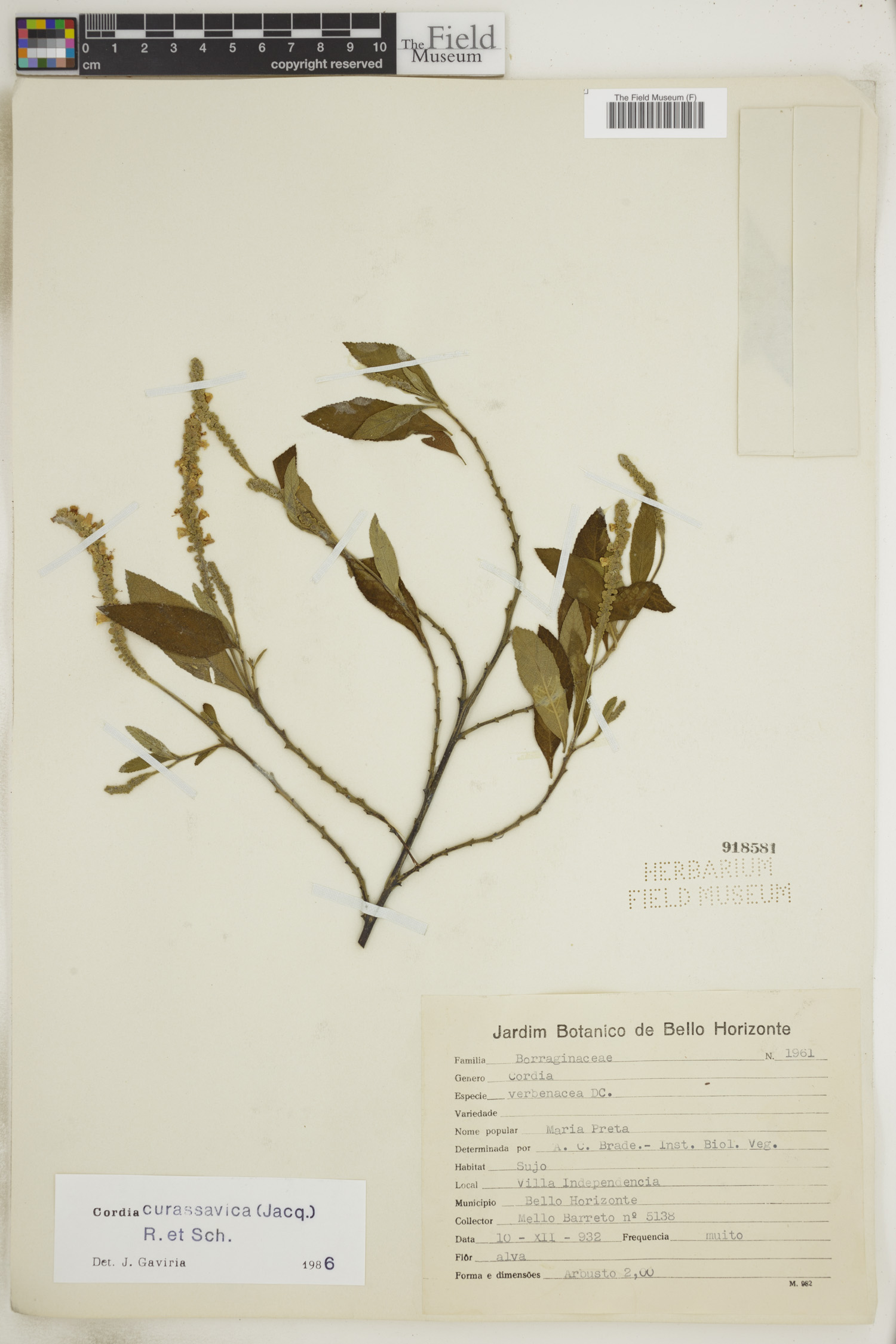 Cordia curassavica image