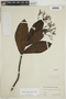 Cordia magnoliifolia image
