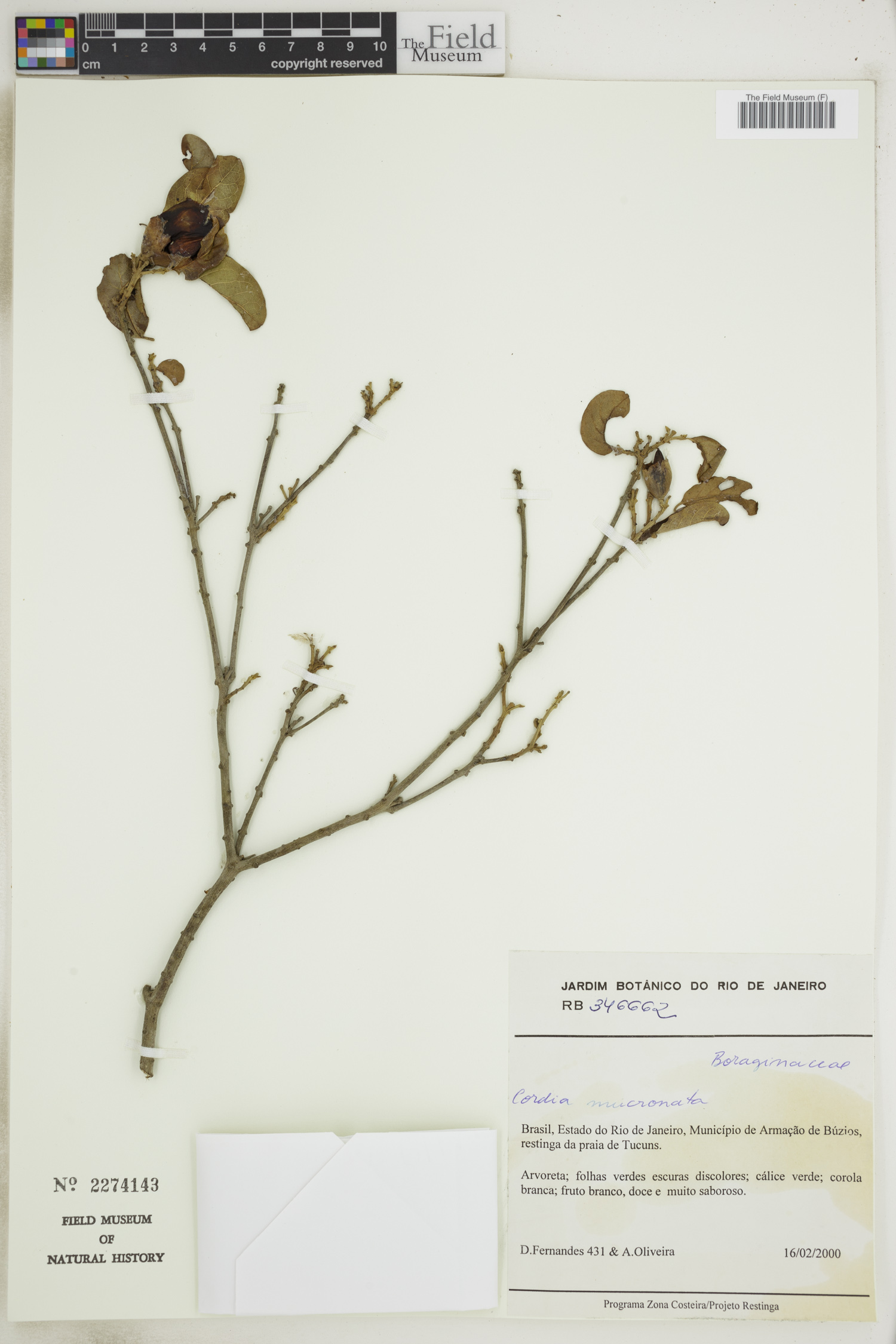 Cordia aberrans image