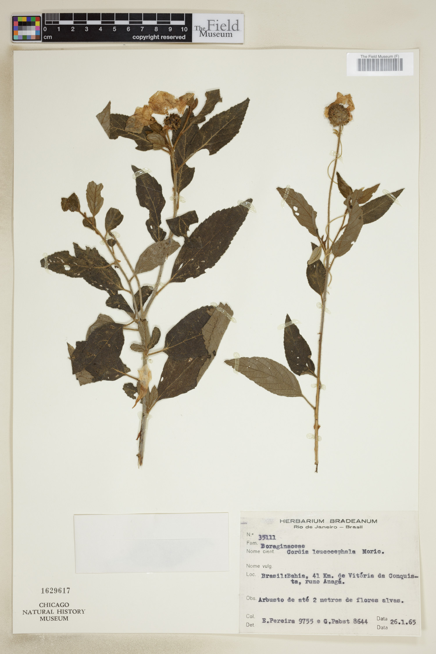 Varronia leucocephala image