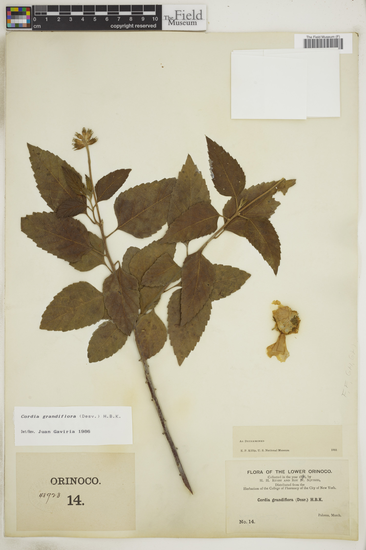 Varronia grandiflora image