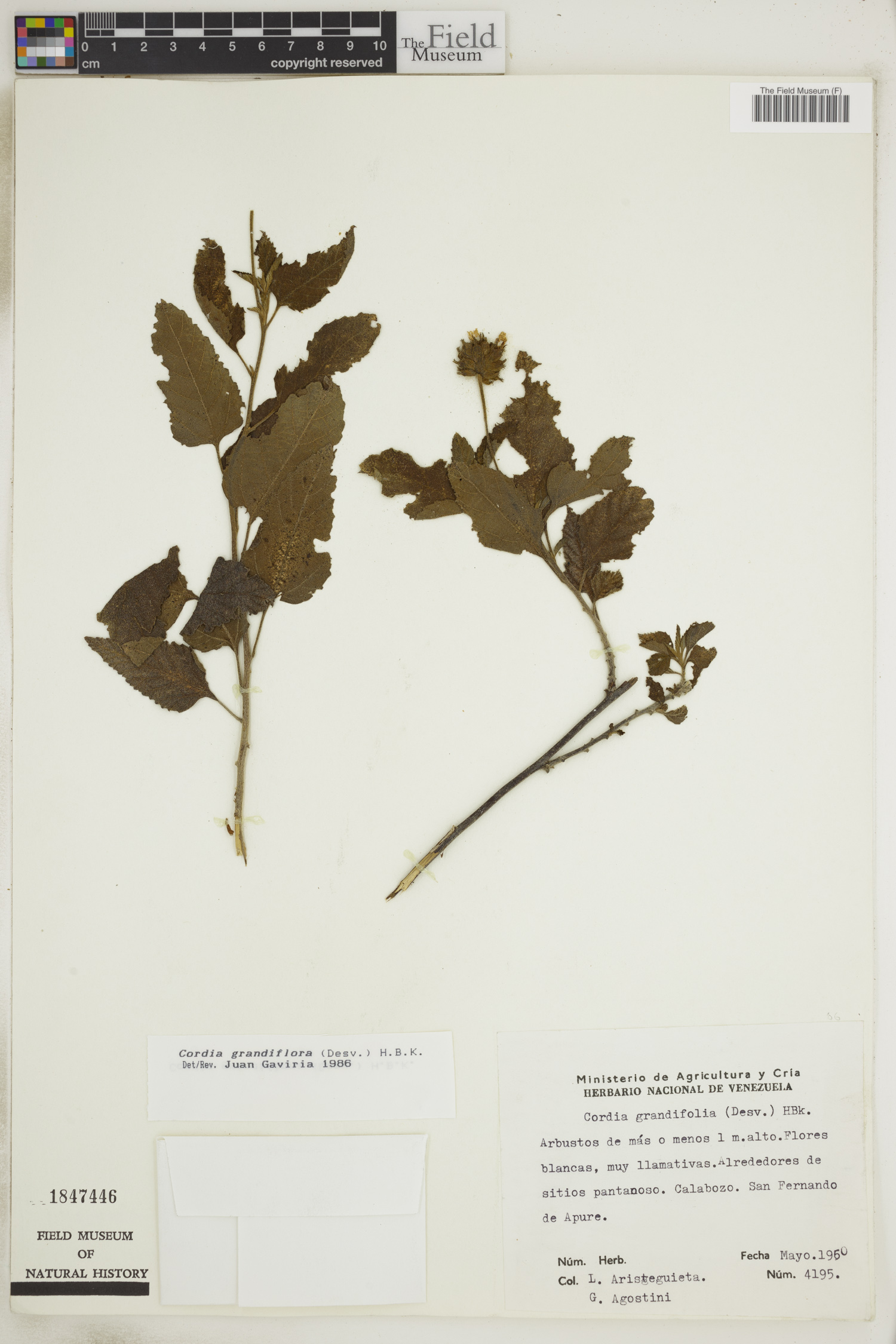 Varronia grandiflora image