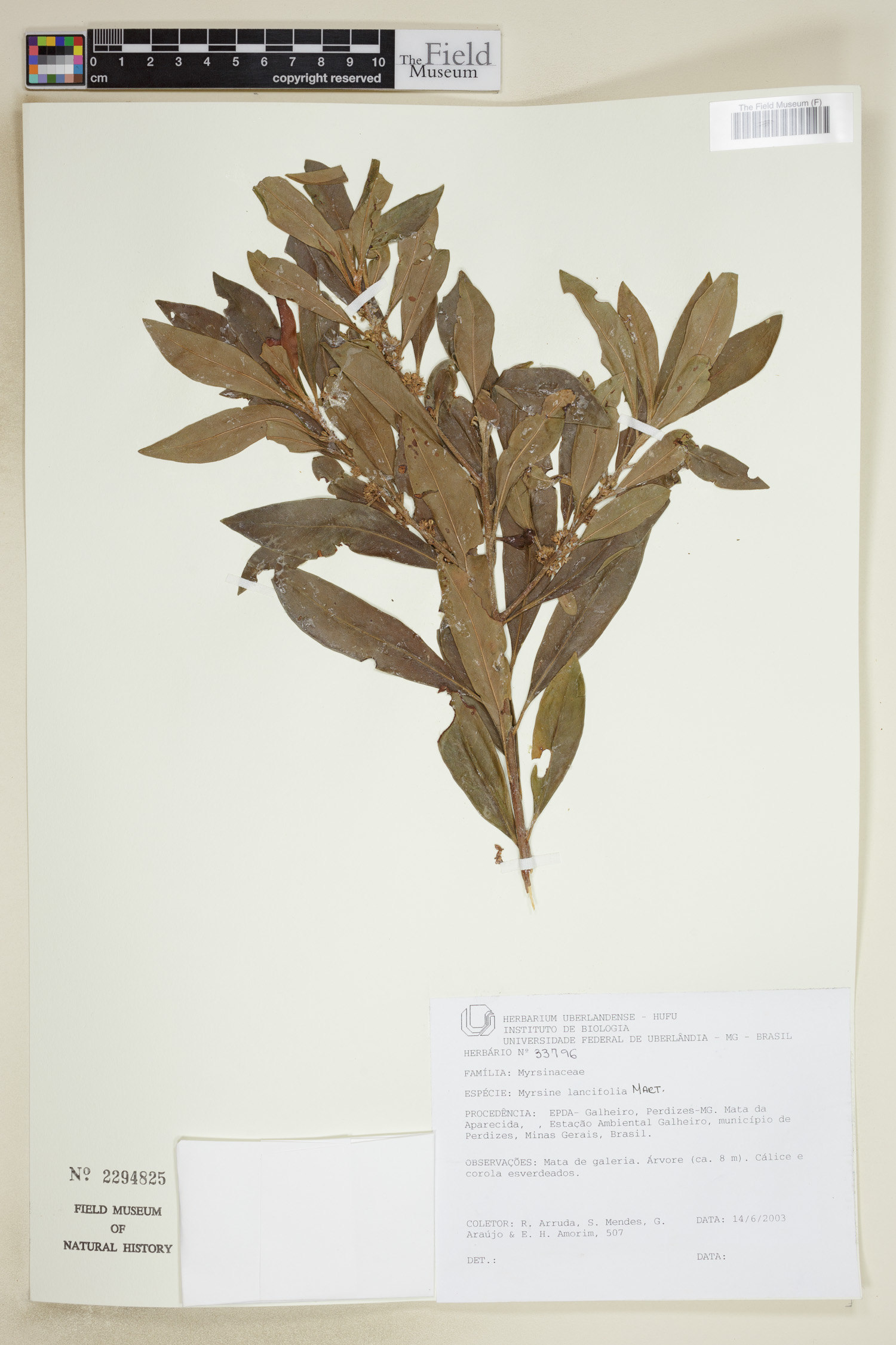 Myrsine lancifolia image