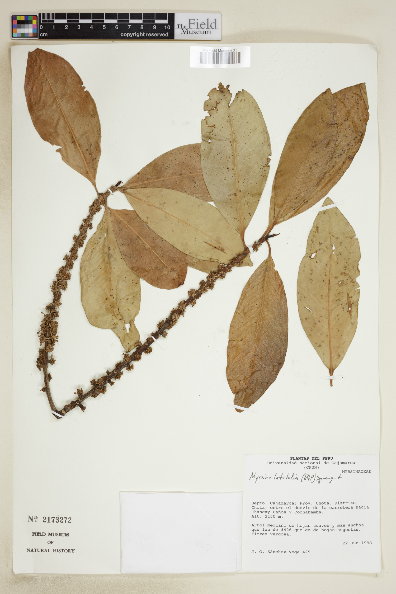 Myrsine latifolia image