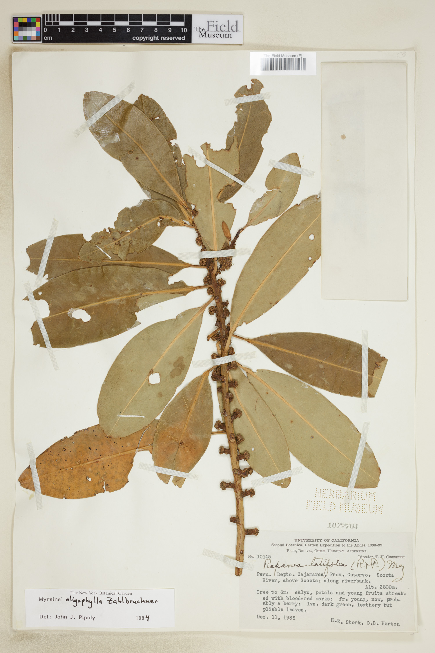 Myrsine oligophylla image