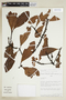 Myrsine oligophylla image
