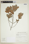 Myrsine parvifolia image