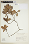 Myrsine parvifolia image