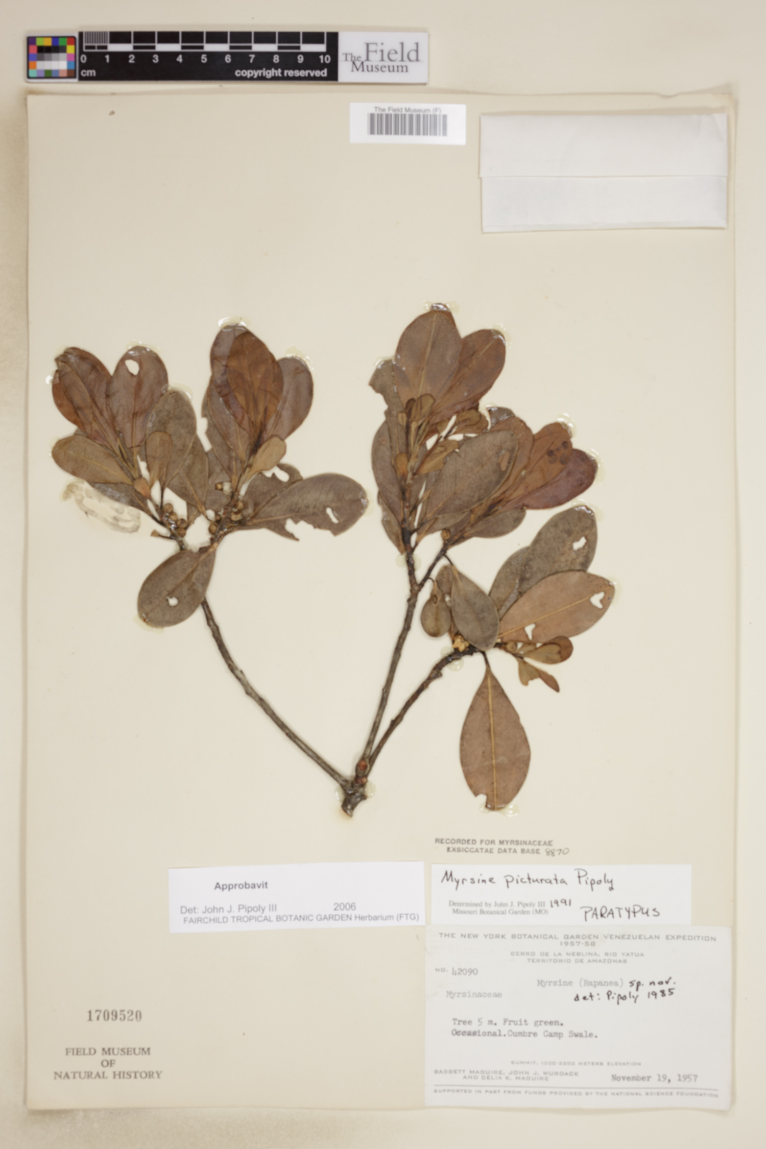 Myrsine picturata image