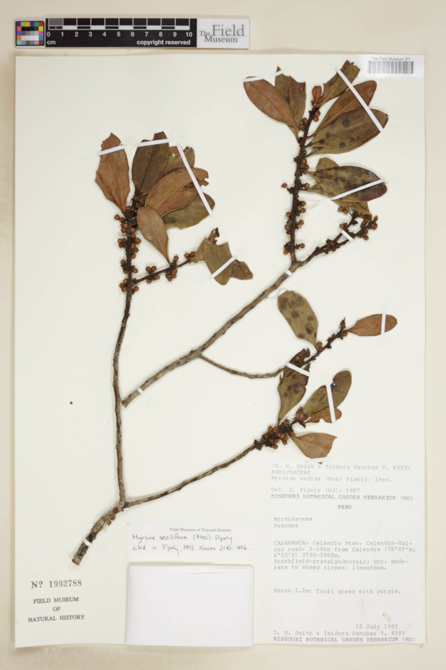 Myrsine sessiliflora image