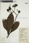 Calycophyllum megistocaulum image