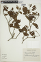 Calycophyllum multiflorum image
