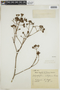 Calycophyllum multiflorum image