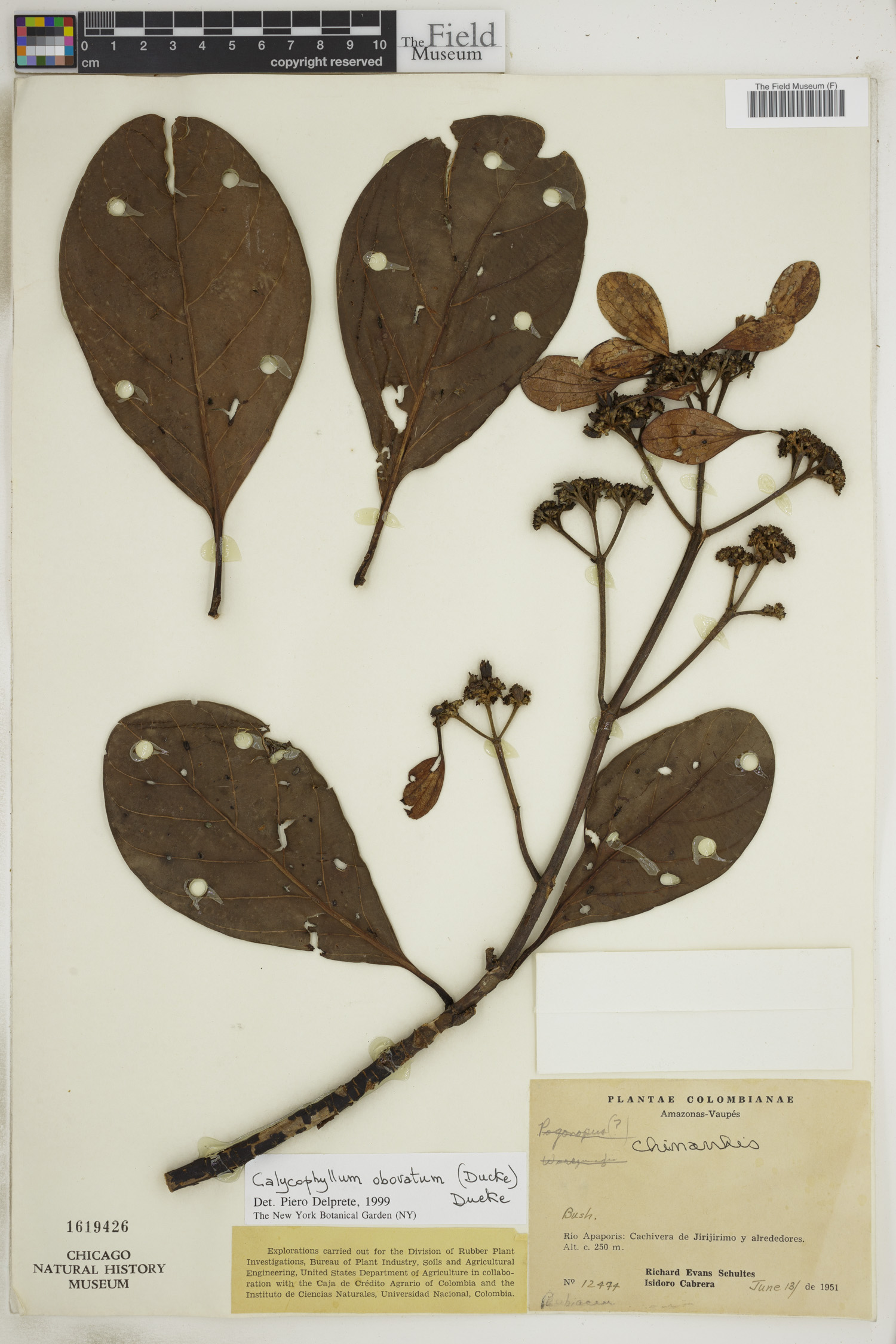 Calycophyllum obovatum image