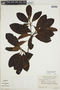 Calycophyllum spruceanum image
