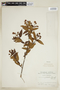 Cephalanthus glabratus image