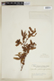 Cephalanthus glabratus image