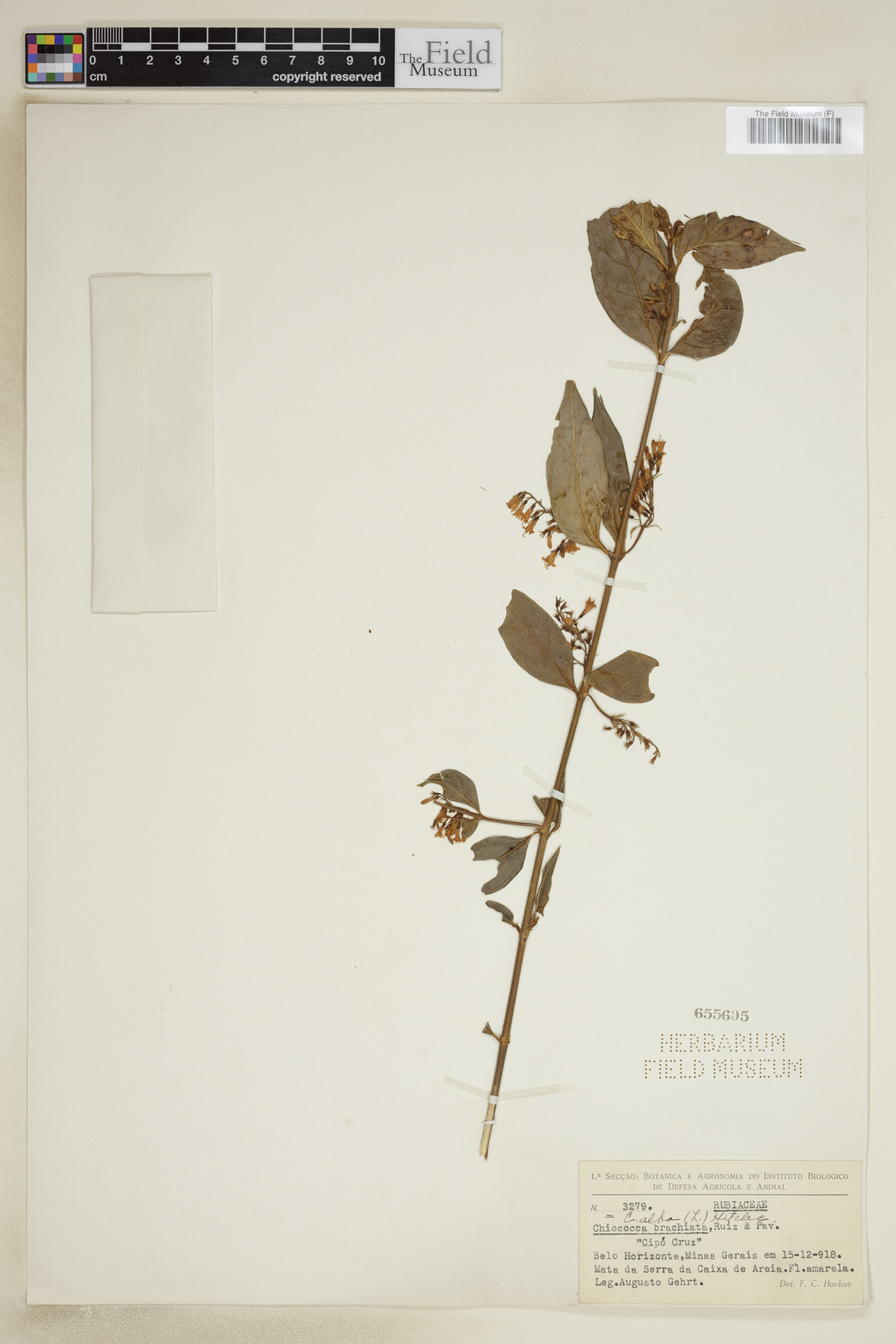 Chiococca alba image