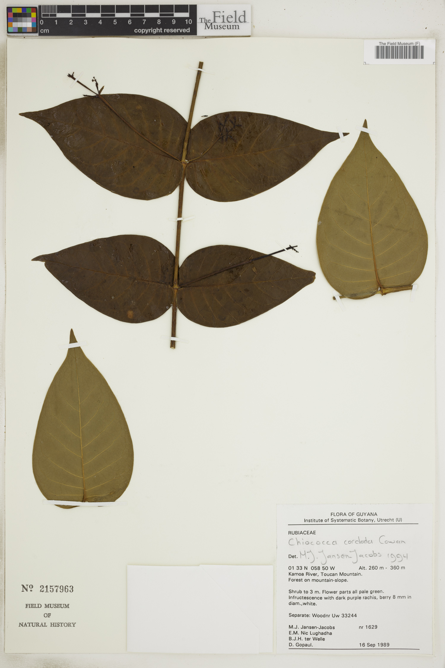Chiococca nitida f. cordata image