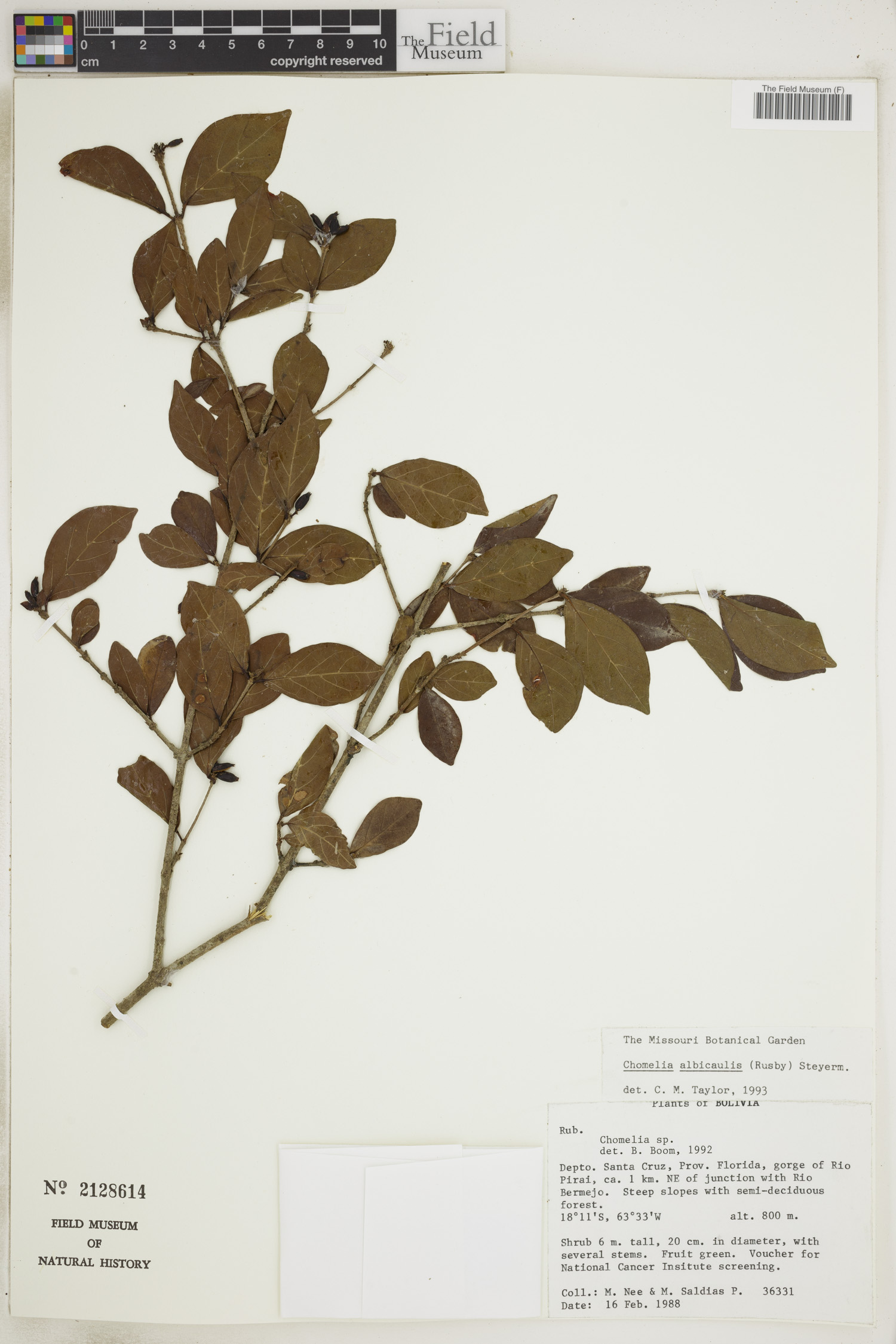 Chomelia albicaulis image