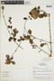 Chomelia anisomeris image