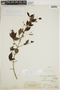 Chomelia anisomeris image