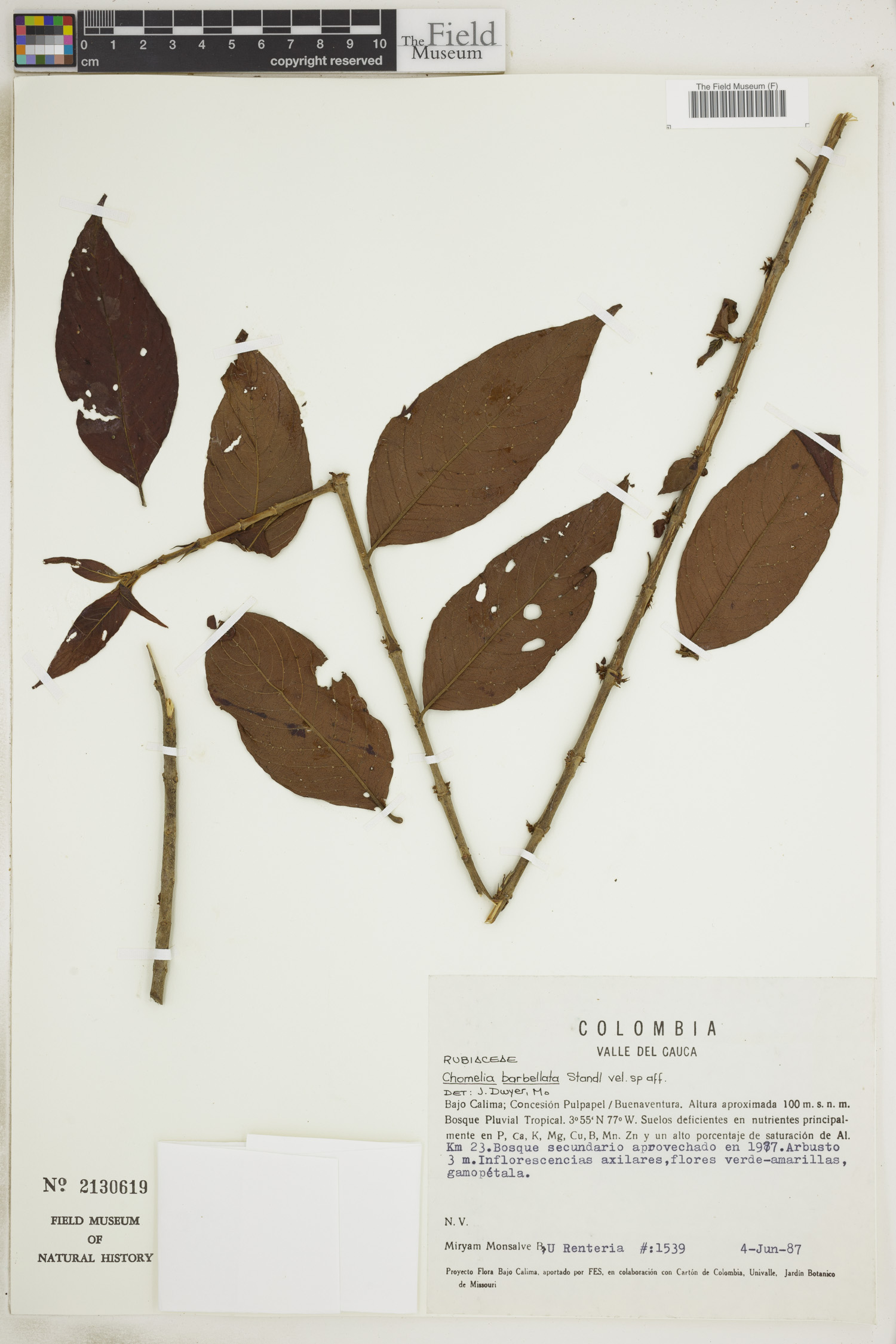 Chomelia barbellata image