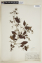 Chomelia brevicornu image