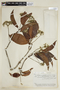 Chomelia grandifolia image