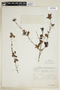 Chomelia minutiflora image