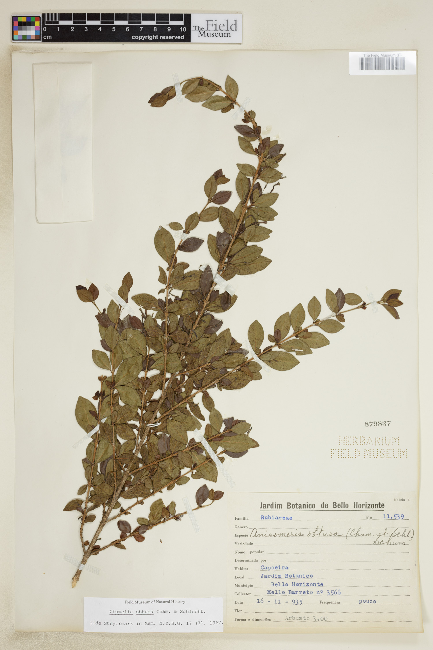 Chomelia obtusa image