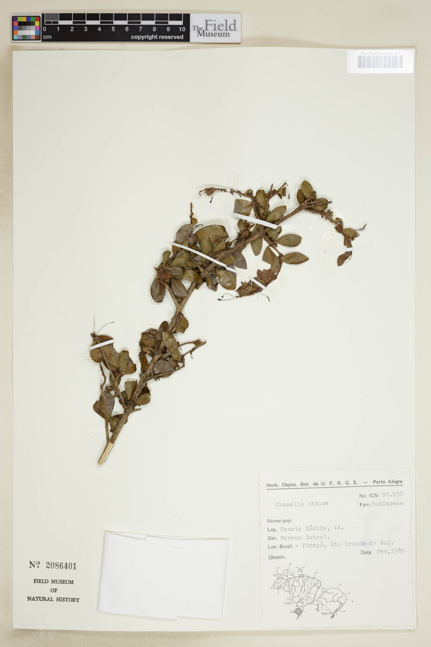 Chomelia obtusa image