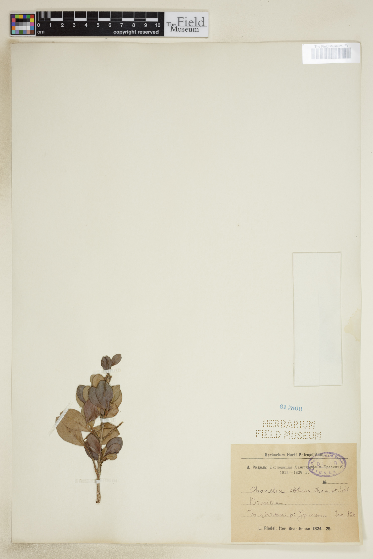 Chomelia obtusa image