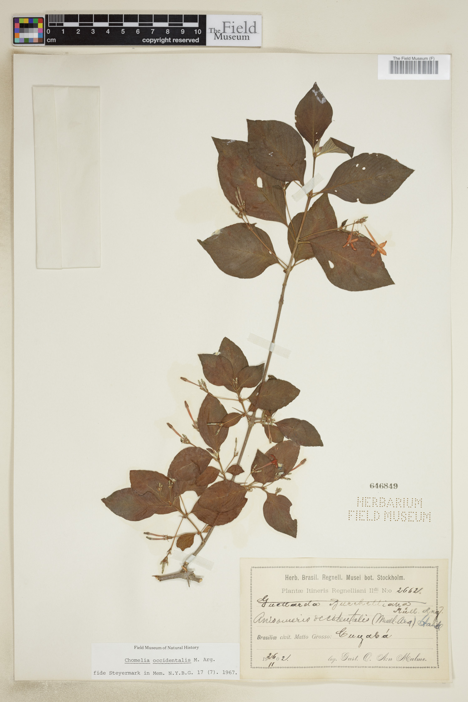 Chomelia occidentalis image