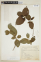 Chomelia occidentalis image