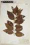 Chomelia paniculata image